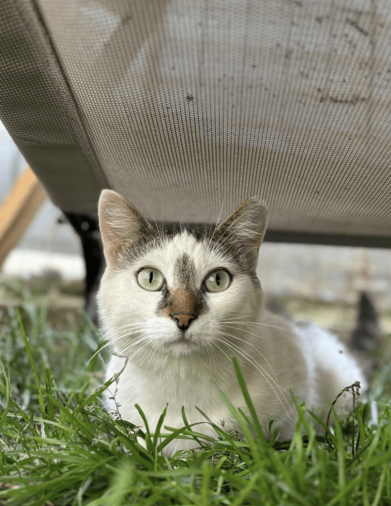 Elsie sitting under a sun lounger outside at the shelter in the grass looking at the camera