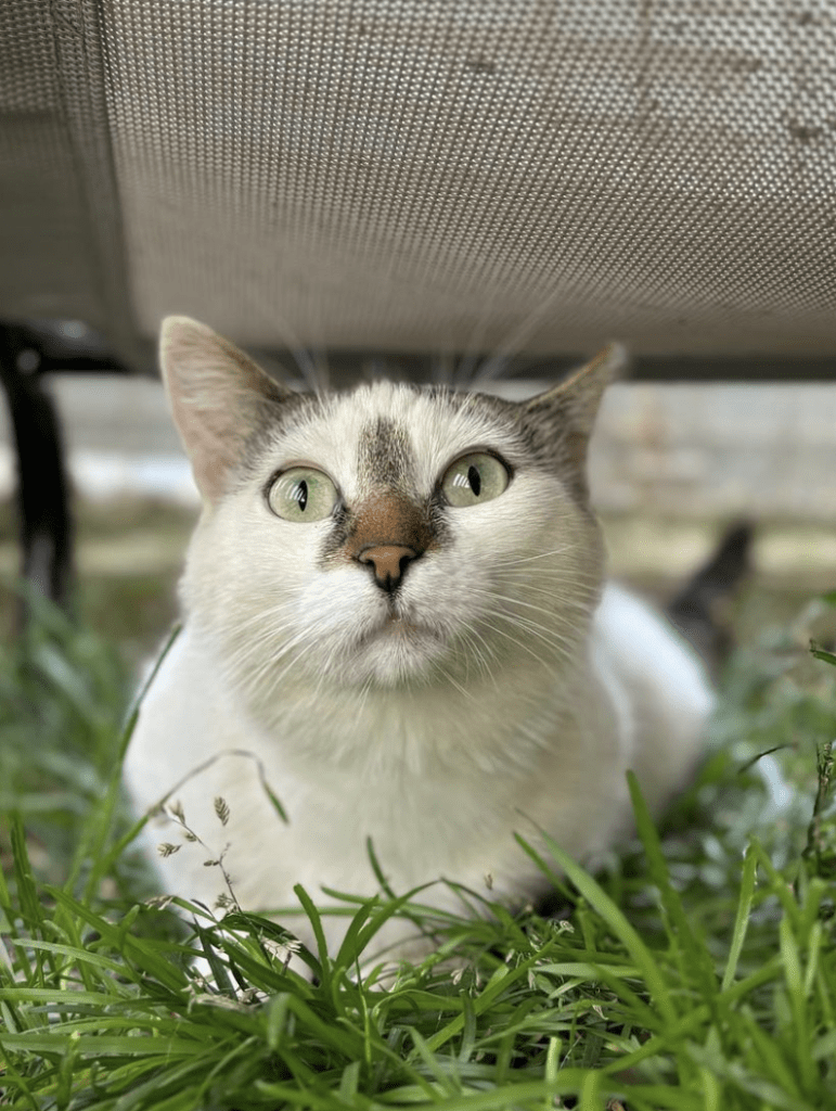 Elsie sitting under a sun lounger outside at the shelter in the grass looking at the camera her beautiful eyes on display