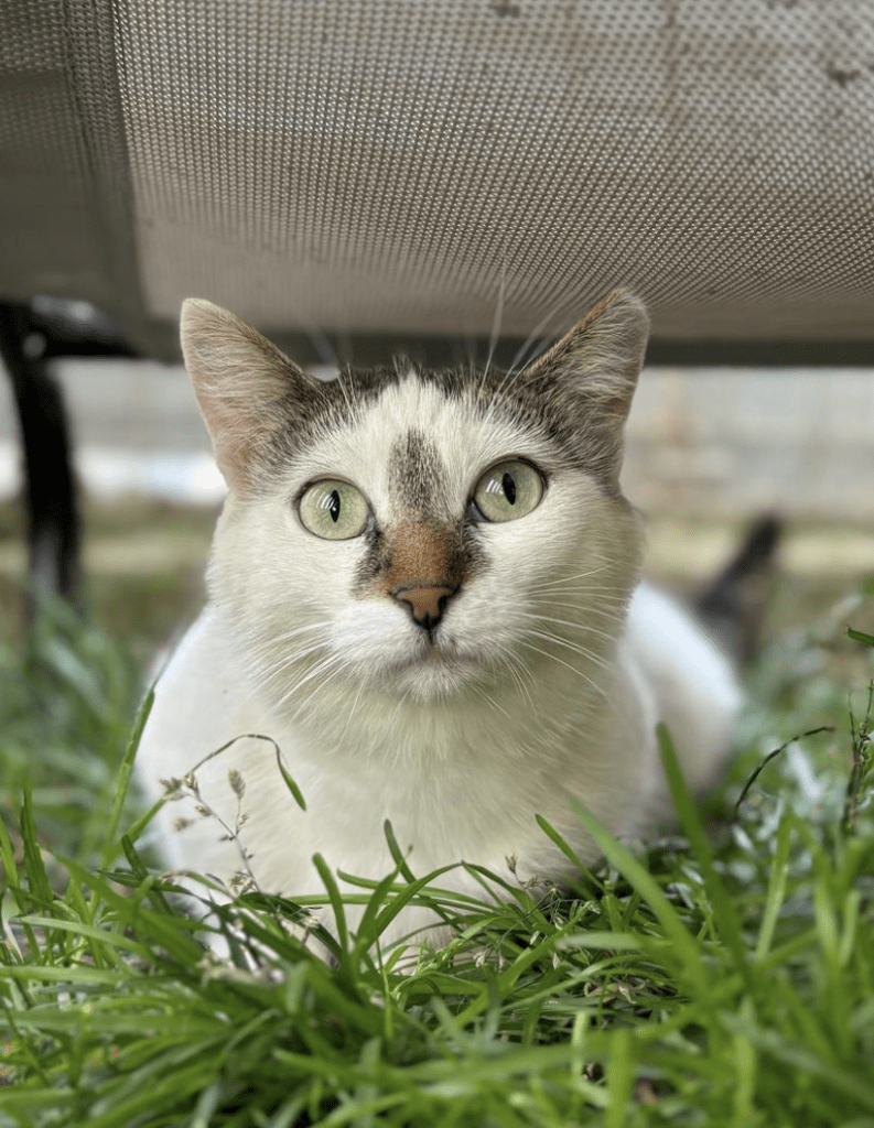 Elsie sitting under a sun lounger outside at the shelter in the grass looking at the camera her beautiful eyes on display