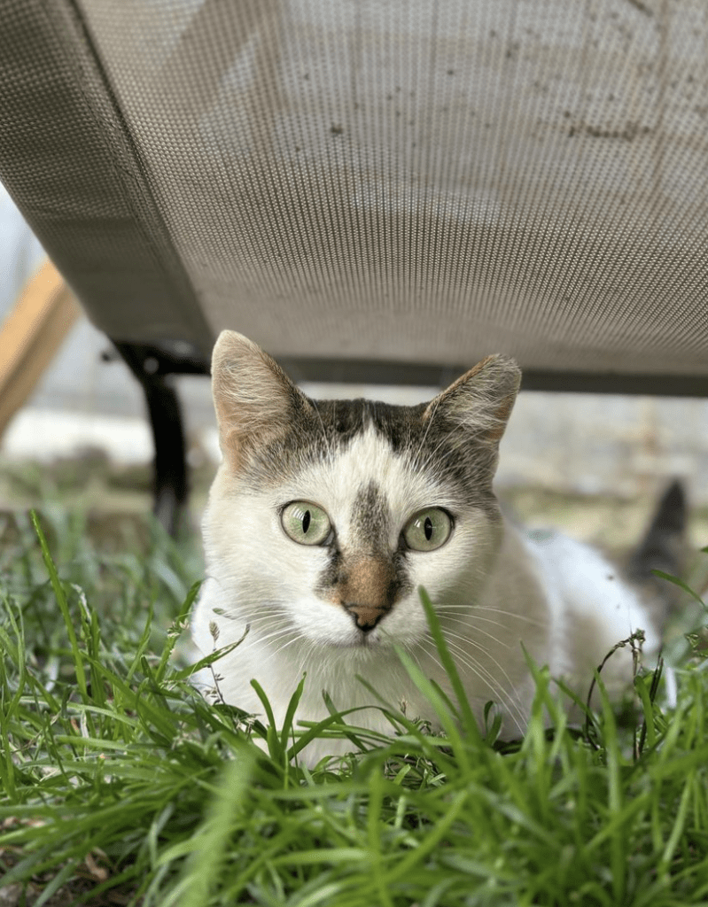 Elsie sitting under a sun lounger outside at the shelter in the grass looking at the camera her beautiful eyes on display