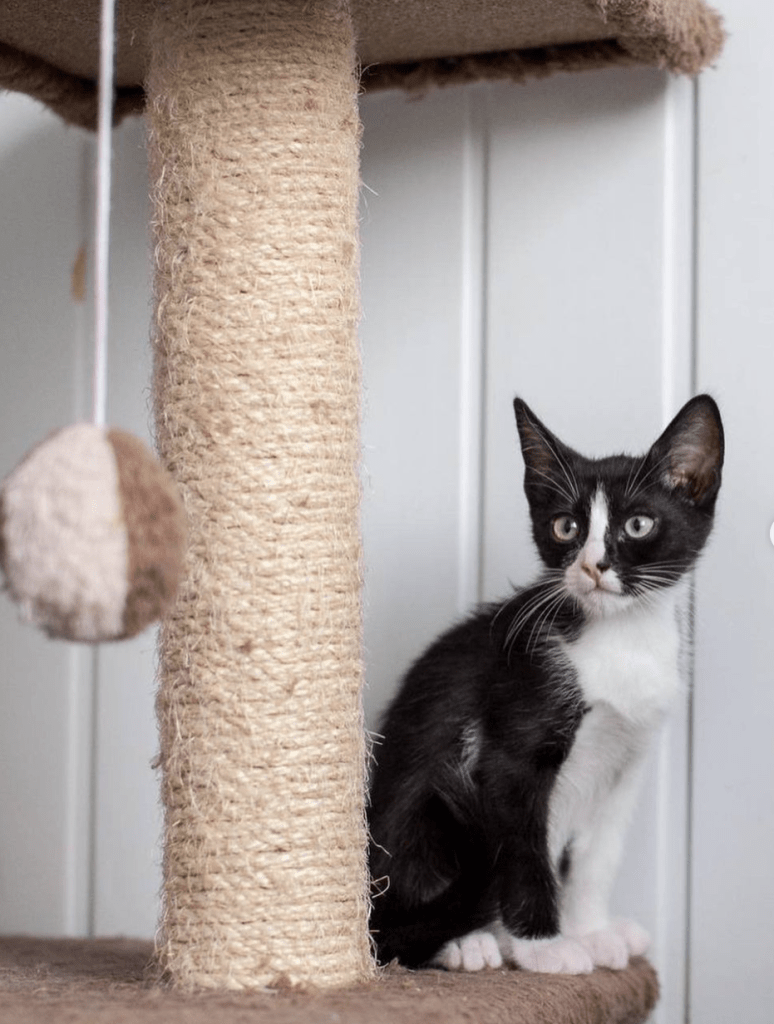 Waffles sitting on a scratching post at the shelter observing her surroundings