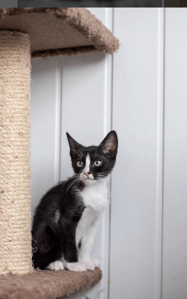 Waffles sitting on a scratching post at the shelter observing her surroundings