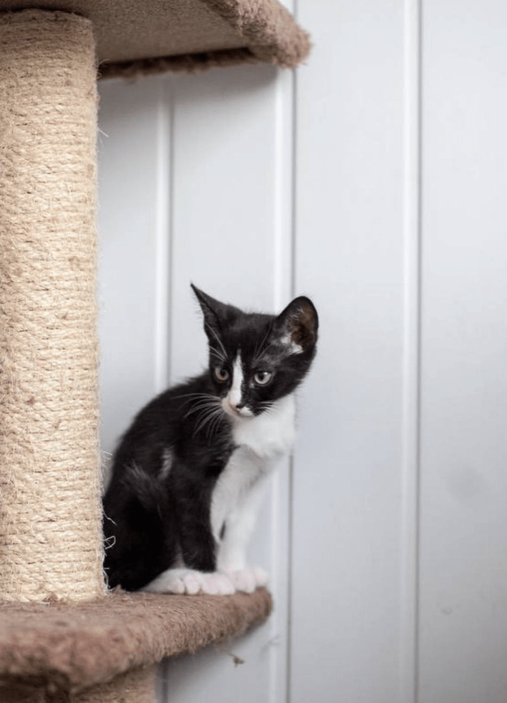 Waffles sitting on a scratching post at the shelter observing her surroundings