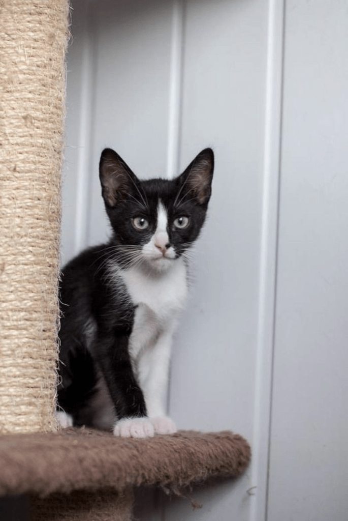 Waffles sitting on a scratching post at the shelter observing her surroundings and the camera