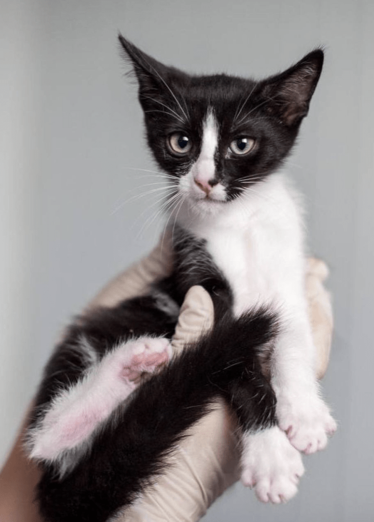 Waffles being held by a member of the team at the shelter where you can see her white belly and white paws