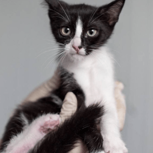 Waffles being held by a member of the team at the shelter where she is looking into the camera