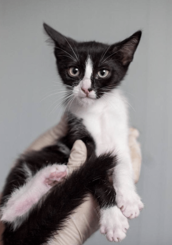 Waffles being held by a member of the team at the shelter where she is looking into the camera