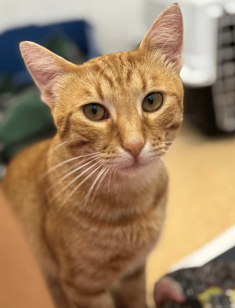 Fanta at the shelter looking into the camera