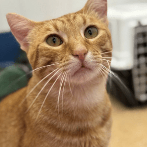 Close up of Fanta's cute face at the shelter