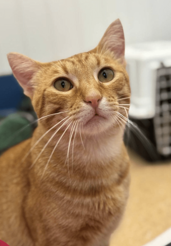 Close up of Fanta's cute face at the shelter