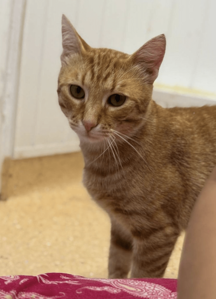 Fanta hanging out at the shelter posing for his photo