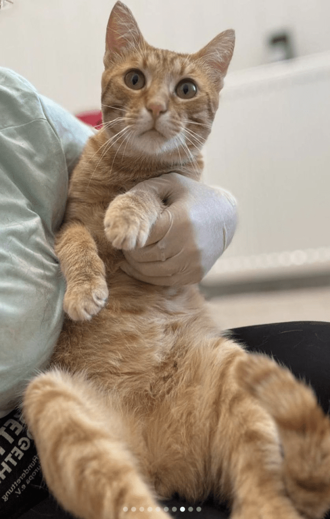 Fanta having a cuddle with a member of staff at the shelter with his back legs and belly on show