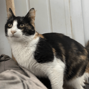 Butterscotch posing for her photo in the shelter showing off her unique markings and looking off camera