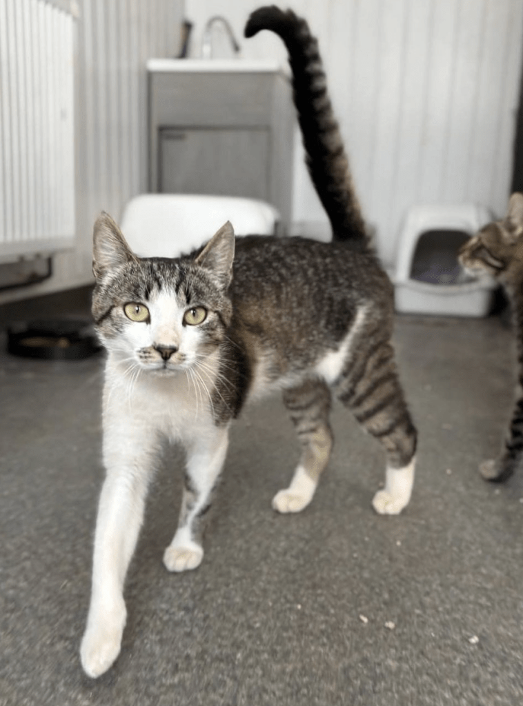 Koa inside the shelter his long tail high in the air showing off his beautiful markings