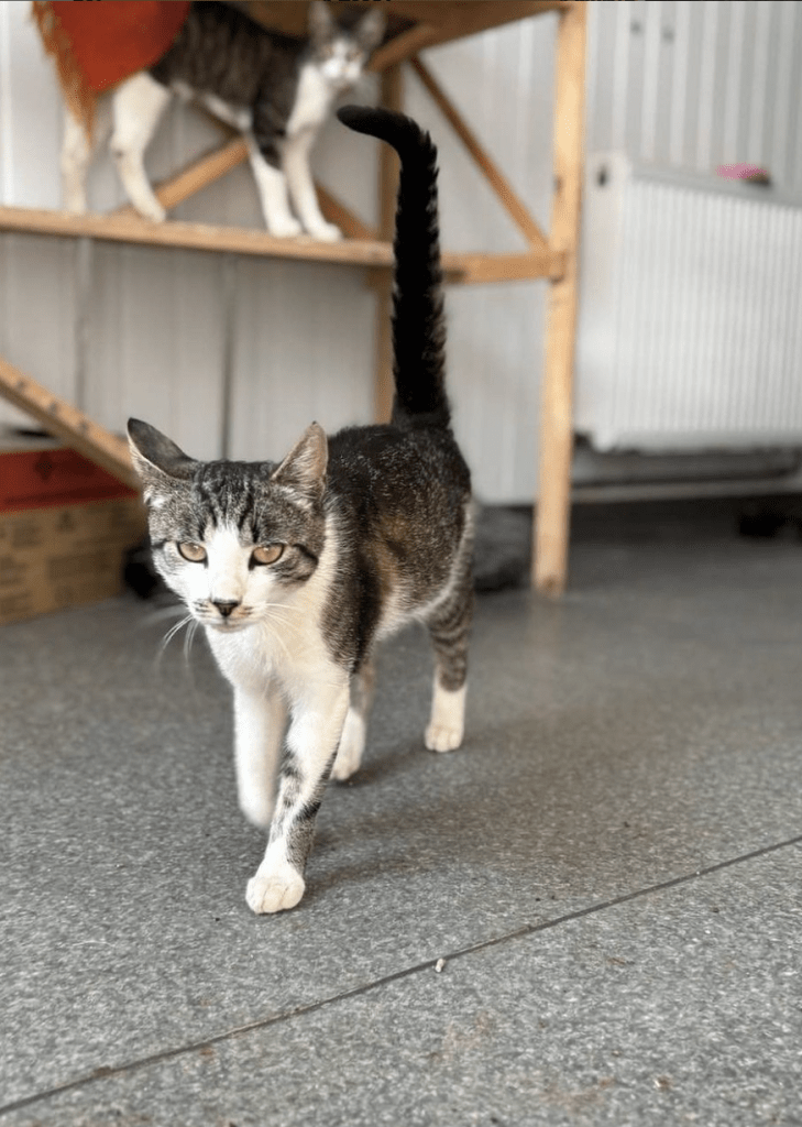 Koa walking towards the camera at the shelter with another cat friend behind him