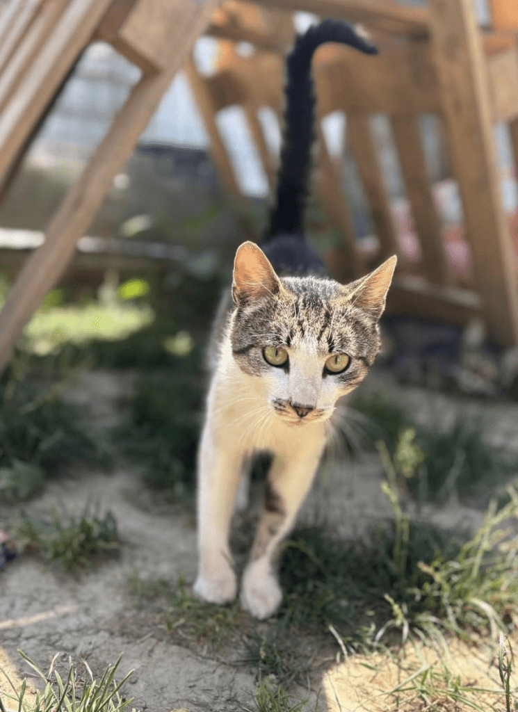 Koa exploring the outside area of the shelter standing under a wooden structure looking at the camera