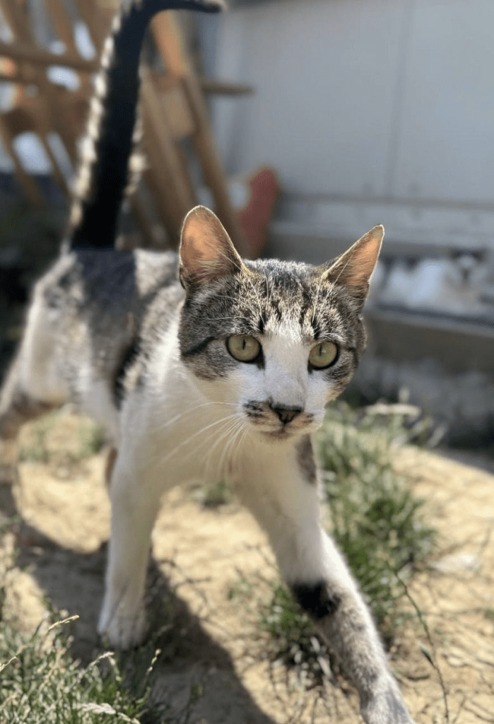 Koa exploring the outdoor area at the shelter whilst looking into the camera his tail upright