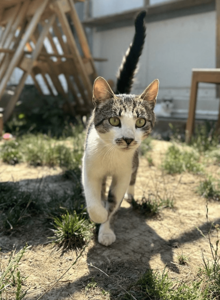 A close up of Koa outside at the shelter as he walks through the grass