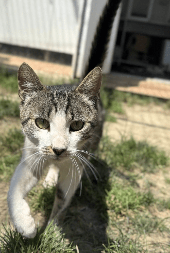 A close up of Koa outside at the shelter as he walks through the grass