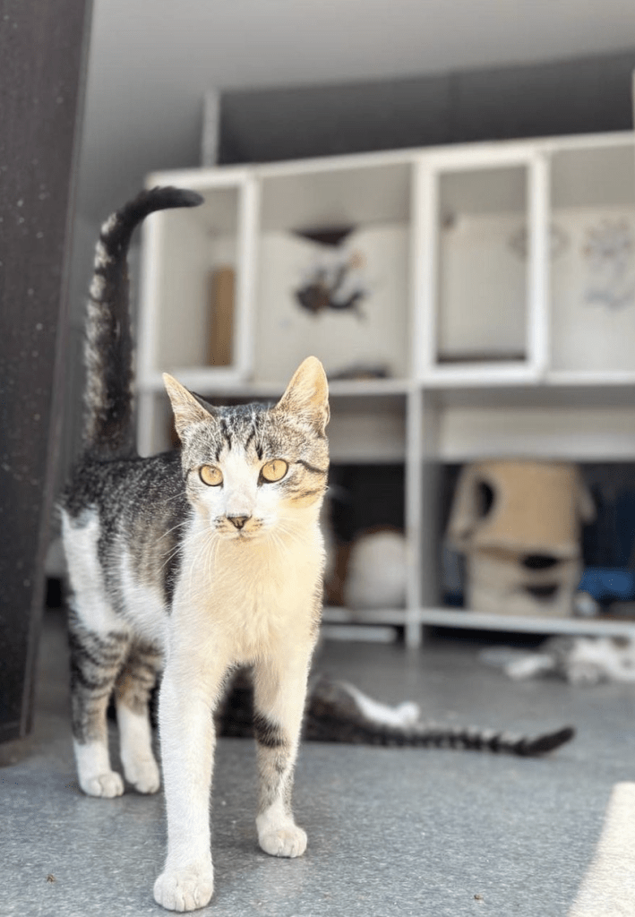 Koa inside the shelter looking into the garden area as other cats explore behind him