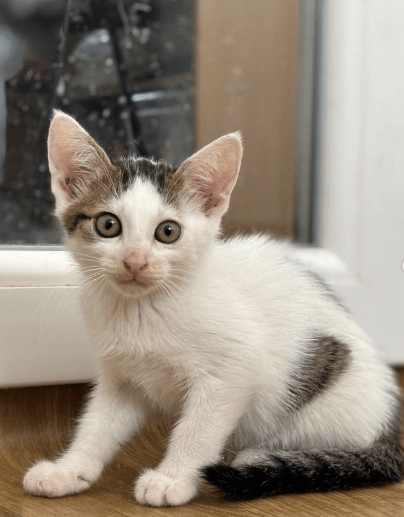 Alvin the kitten at the shelter looking a little timid