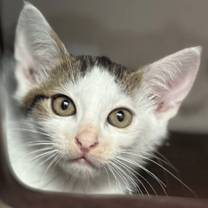 A close up of Alvin the kitten at the rescue shelter showing off his big ears and cute face