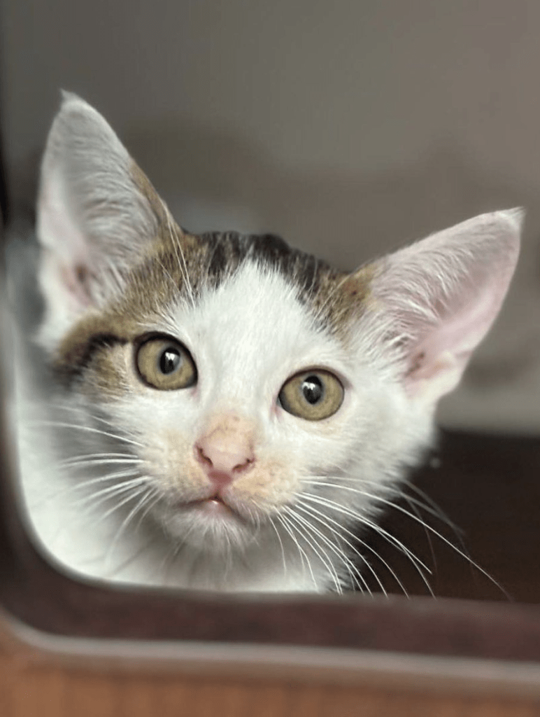 A close up of Alvin the kitten at the rescue shelter showing off his big ears and cute face