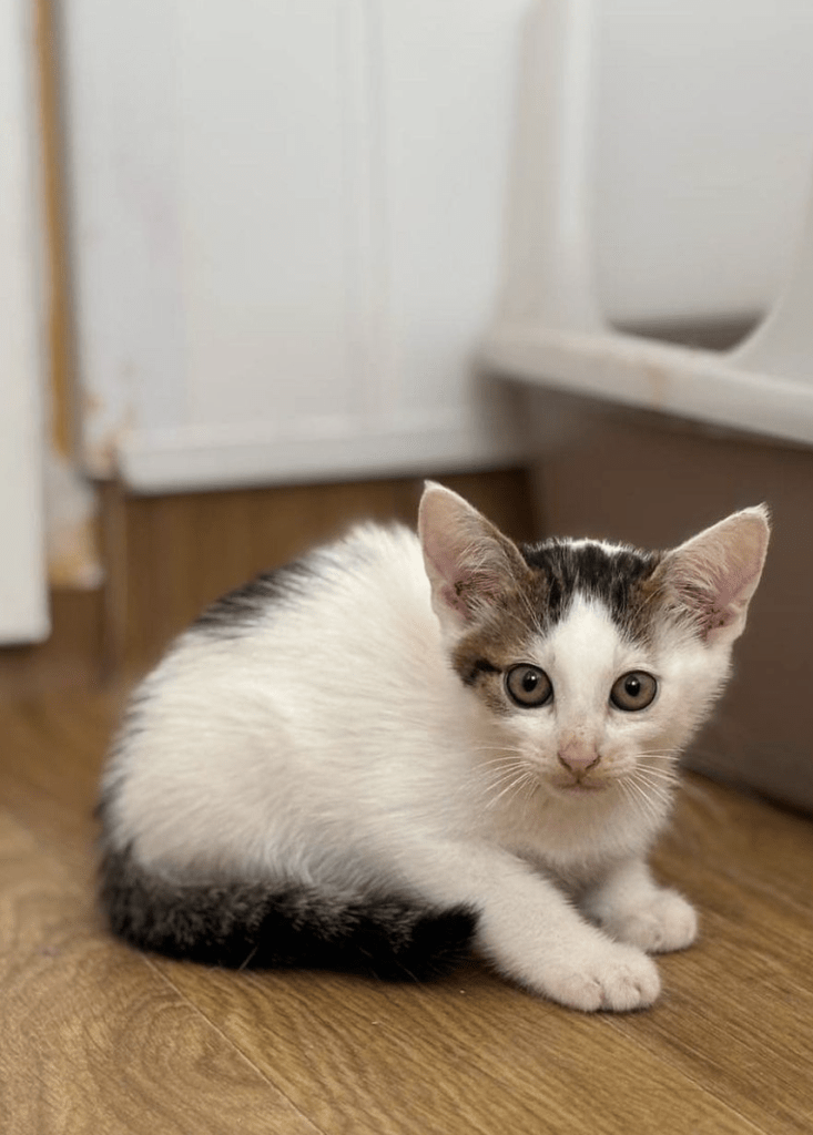 Alvin the kitten at the shelter looking a little timid showing off his big ears