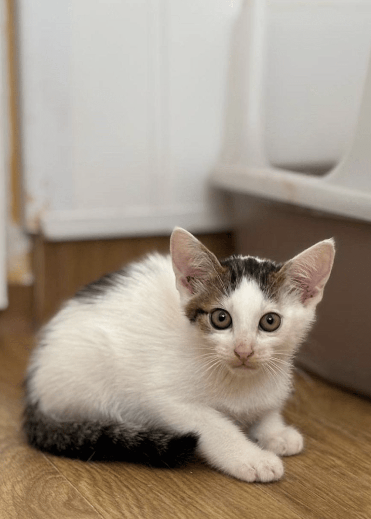 Alvin the kitten at the shelter looking a little timid showing off his big ears