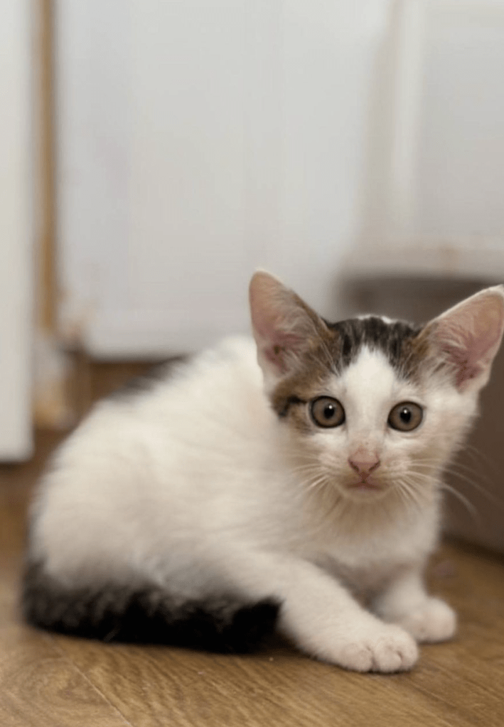 Alvin the kitten at the shelter looking a little timid showing off his big ears