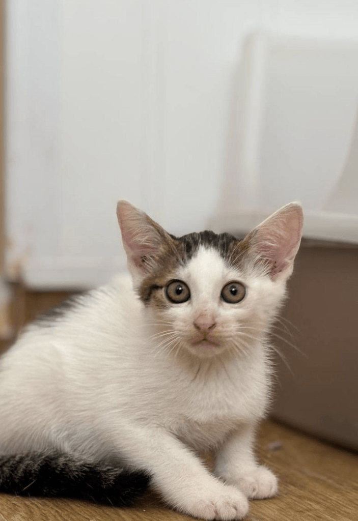 Alvin the kitten at the shelter looking a little timid showing off his big ears