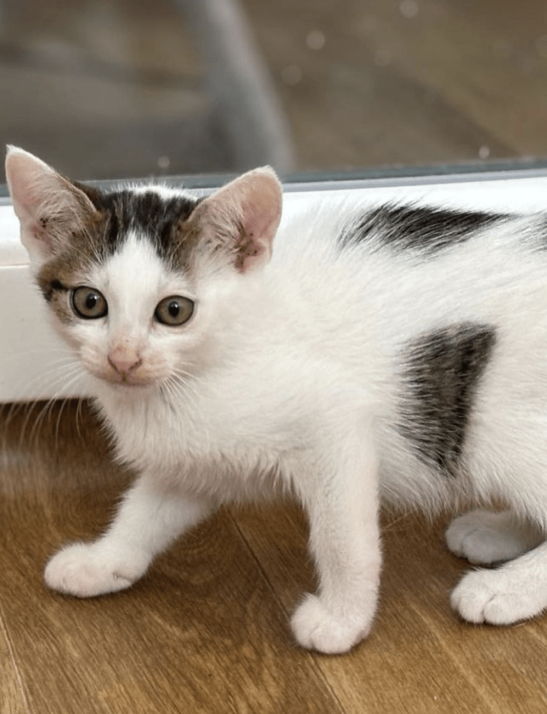 Alvin the kitten at the shelter looking a little timid showing off his big ears and pretty markings