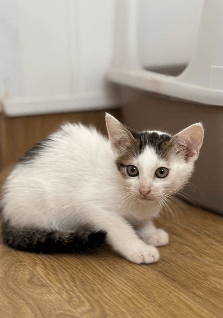 Alvin the kitten at the shelter looking a little timid showing off his big ears