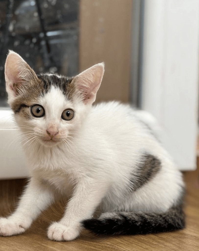 Alvin the kitten at the shelter looking a little timid showing off his big ears