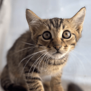 A close up of Theodore the rescue kitten at the shelter looking a little scared showing off his big eyes