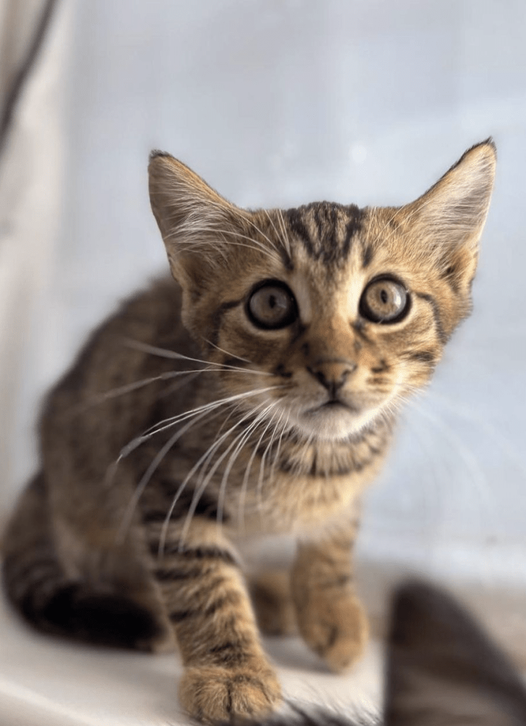 A close up of Theodore the rescue kitten at the shelter looking a little scared showing off his big eyes