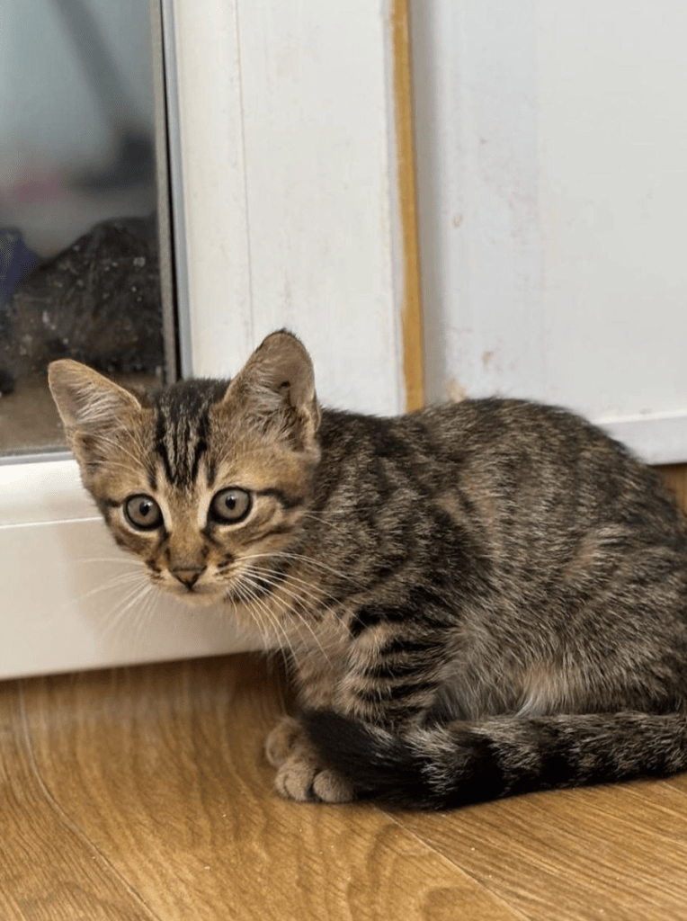 Theodore the rescue kitten sitting on the wooden floor at the shelter