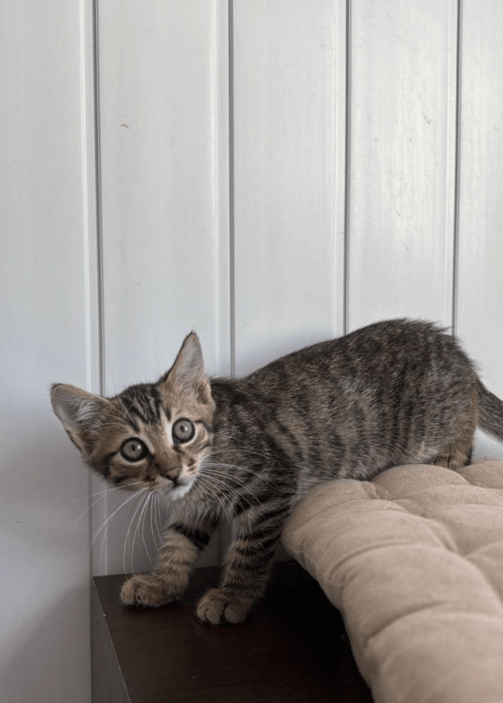 Theodore the rescue kitten at the shelter standing on a cosy bed looking at the camera