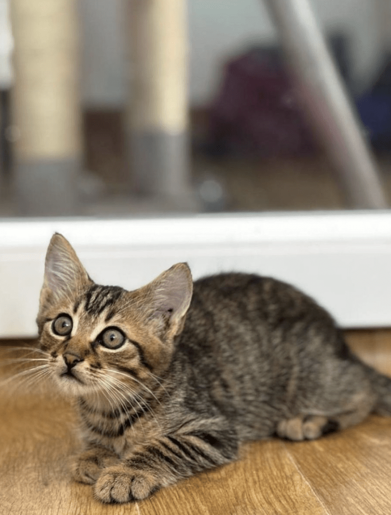 Theodore the rescue kitten at the shelter laying on the wooden floor at the shelter