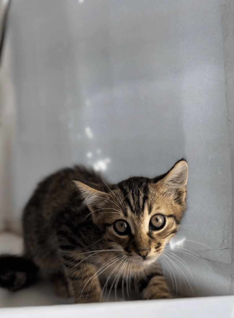 Theodore the rescue kitten at the shelter with his ears down looking into the camera