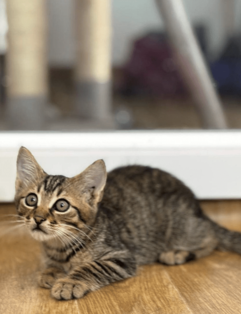 Theodore the rescue kitten laying on the wooden floor at the shelter