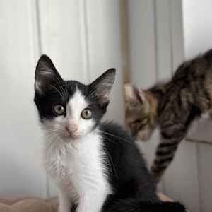 Simon the rescue kitten at the shelter posing for his photo with Theodore his brother in the background