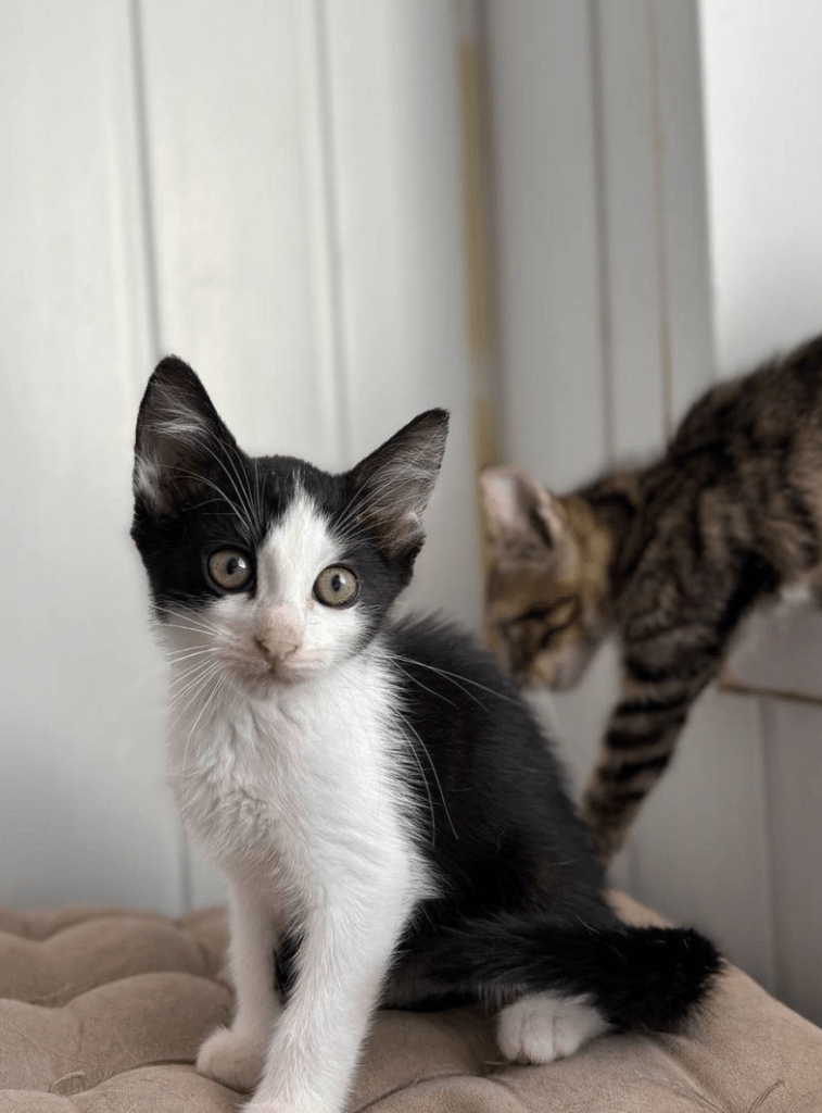 Simon the rescue kitten at the shelter posing for his photo with Theodore his brother in the background