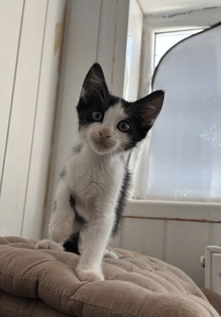 Simon the rescue kitten at the shelter looking into the camera standing in front of a window