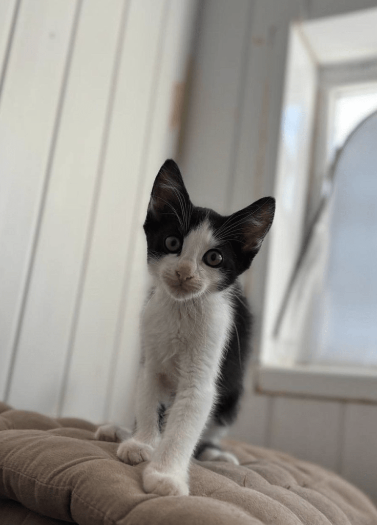 Simon the rescue kitten at the shelter looking into the camera standing in front of a window