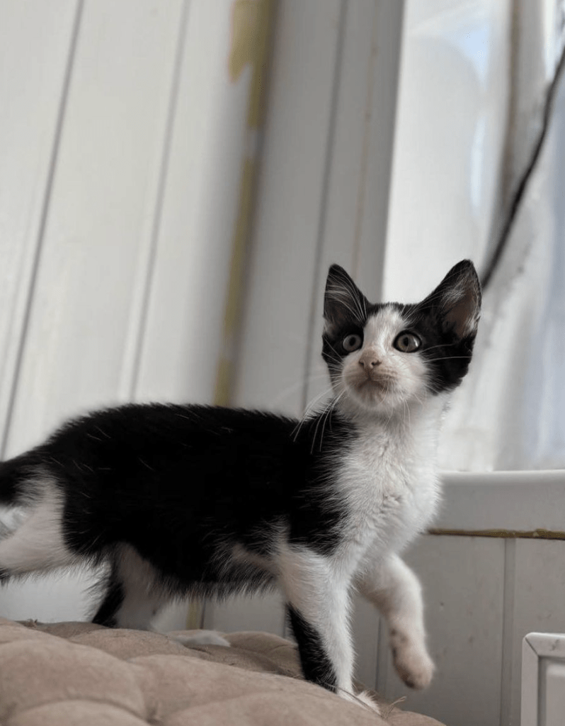 Simon the rescue kitten at the shelter standing in front of a window showing off his beautiful markings