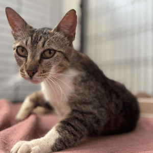 Cleopatra the rescue cat at the shelter relaxing on a pink blanket