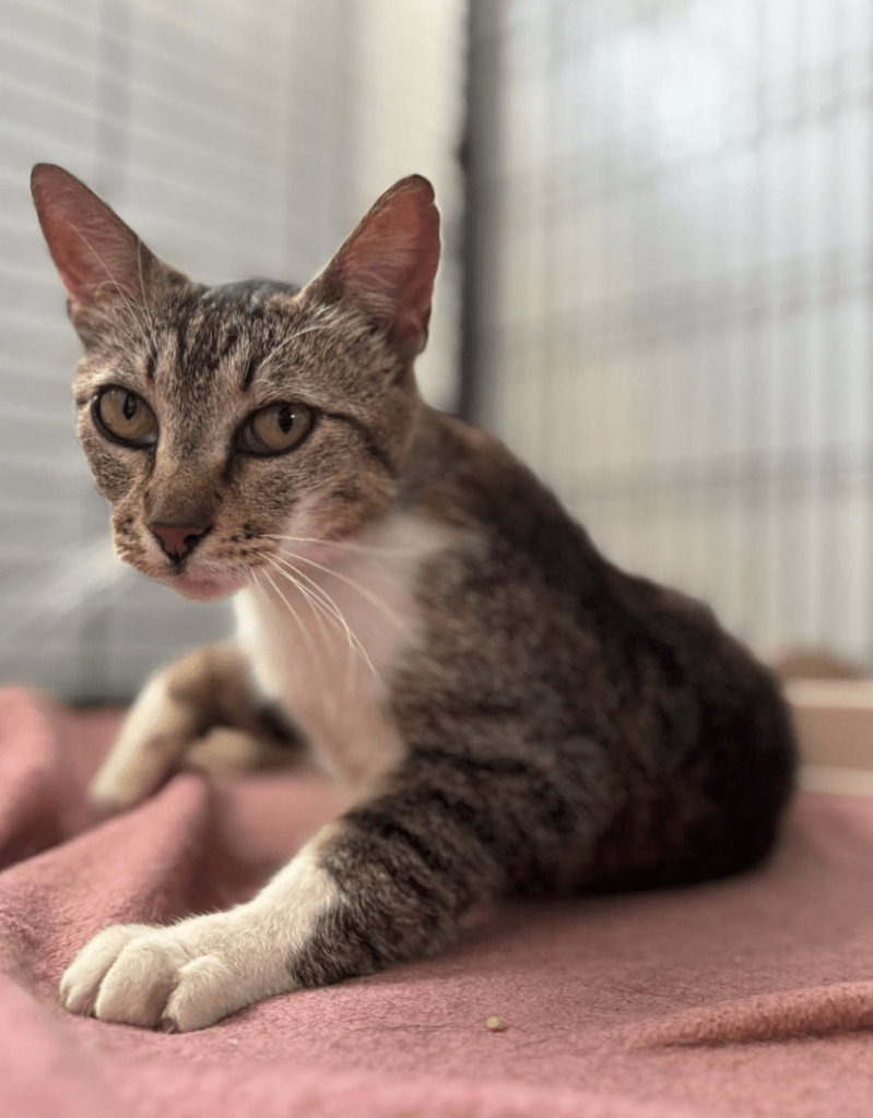 Cleopatra the rescue cat at the shelter relaxing on a pink blanket