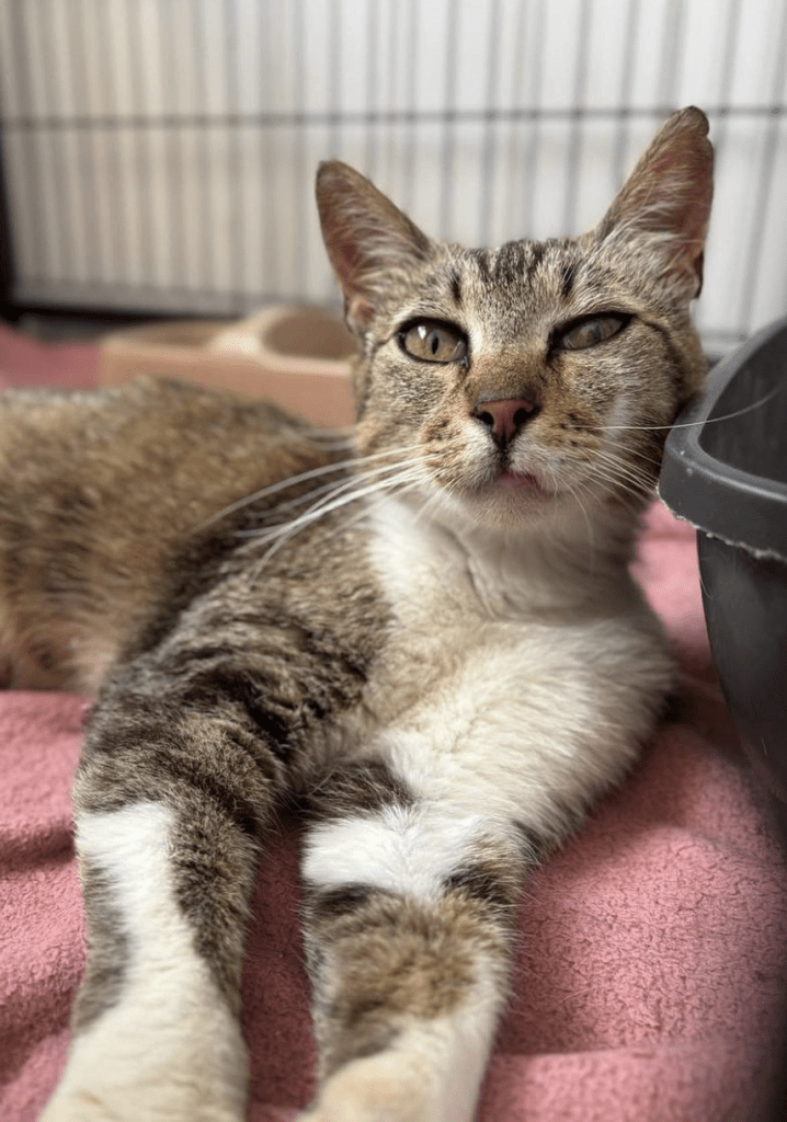 Cleopatra the rescue cat at the shelter relaxing on a pink blanket