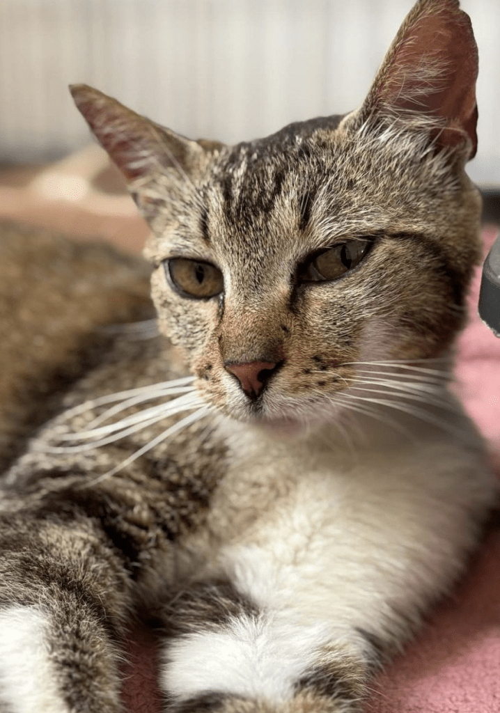 Close up of rescue cat Cleopatra at the shelter showing off her markings